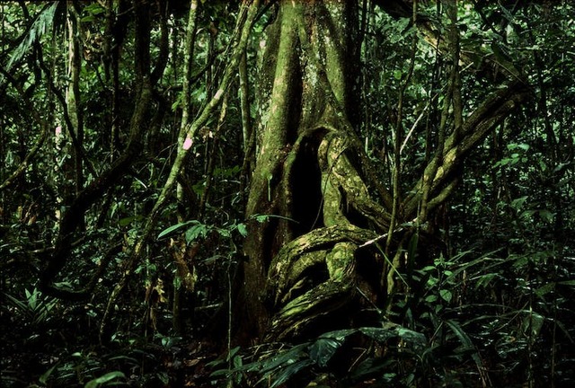 Végétation dense et luxuriante de la forêt tropicale du parc Yasuni