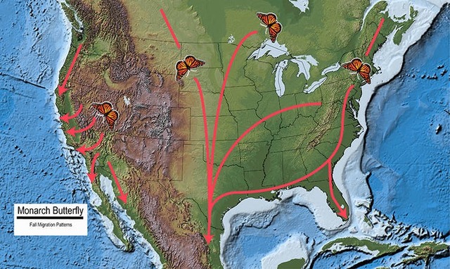 Map of North America showing monarch butterfly fall migration routes.