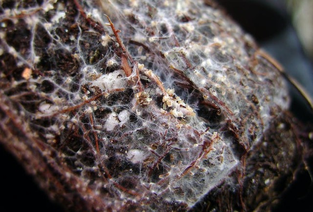 Photo of thin spiderweb-looking filaments attached to roots.